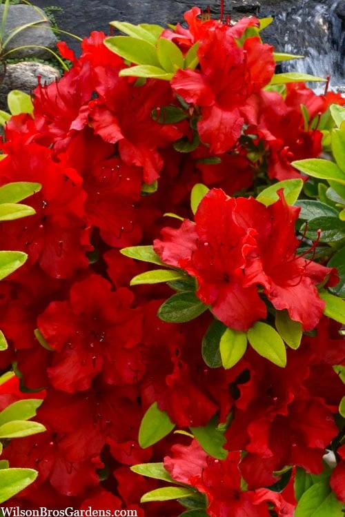 Buccaneer Red Azalea (Glenn Dale Hydrid) - 2 Gallon Pot 3 Buccaneer Red Azalea (Glenn Dale Hydrid) - 2 Gallon Pot