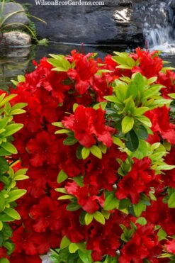 Buccaneer Red Azalea (Glenn Dale Hydrid) - 2 Gallon Pot 11 Buccaneer Red Azalea (Glenn Dale Hydrid) - 2 Gallon Pot -SHRUBS and BUSHES Shop azalea buccaneer 2