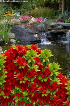 Buccaneer Red Azalea (Glenn Dale Hydrid) - 2 Gallon Pot 10 Buccaneer Red Azalea (Glenn Dale Hydrid) - 2 Gallon Pot -SHRUBS and BUSHES Shop azalea buccaneer 3