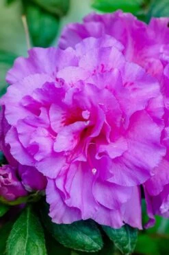 Autumn Majesty Encore Azalea - 3 Gallon Pot 12 Autumn Majesty Encore Azalea - 3 Gallon Pot -SHRUBS and BUSHES Shop azalea encore autumn majesty 12