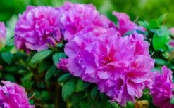 Autumn Majesty Encore Azalea - 3 Gallon Pot 11 Autumn Majesty Encore Azalea - 3 Gallon Pot -SHRUBS and BUSHES Shop azalea encore autumn majesty 13