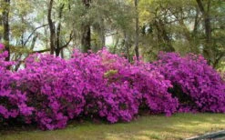 Formosa Southern Indica Azalea - 3 Gallon Pot 11 Formosa Southern Indica Azalea - 3 Gallon Pot -SHRUBS and BUSHES Shop azalea formosa hedge