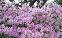 George L. Taber Southern Indica Azalea - 3 Gallon Pot 12 George L. Taber Southern Indica Azalea - 3 Gallon Pot -SHRUBS and BUSHES Shop azalea george taber 10