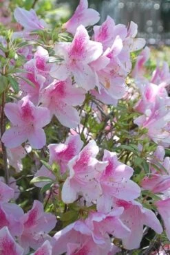 George L. Taber Southern Indica Azalea - 3 Gallon Pot 11 George L. Taber Southern Indica Azalea - 3 Gallon Pot -SHRUBS and BUSHES Shop azalea george taber 11