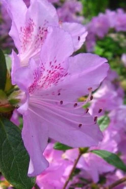 Gulf Pride Fragrant Southern Indica Azalea - 3 Gallon Pot 11 Gulf Pride Fragrant Southern Indica Azalea - 3 Gallon Pot -SHRUBS and BUSHES Shop azalea gulf pride 2