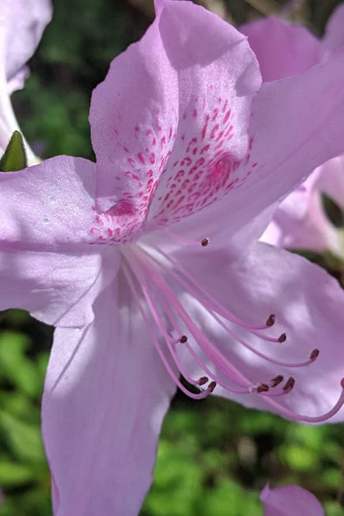 Gulf Pride Fragrant Southern Indica Azalea - 3 Gallon Pot 7 Gulf Pride Fragrant Southern Indica Azalea - 3 Gallon Pot - Image 5