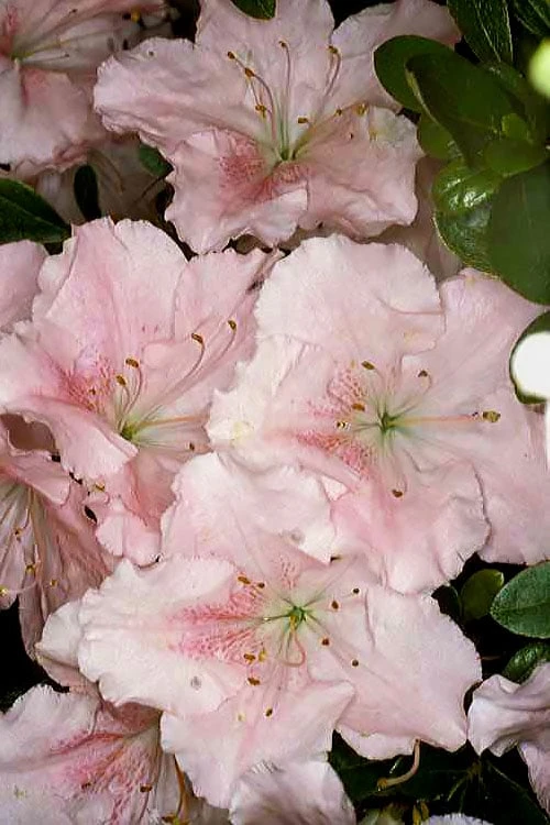 Gwenda Azalea (Robin Hill Hybrid) - 6 Pack Of 1 Gallon Pots 3 Gwenda Azalea (Robin Hill Hybrid) - 6 Pack Of 1 Gallon Pots