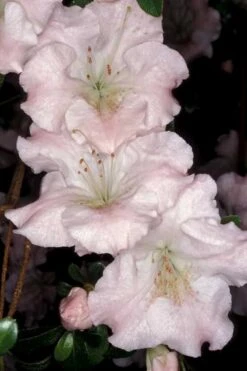 Gwenda Azalea (Robin Hill Hybrid) - 6 Pack Of 1 Gallon Pots 11 Gwenda Azalea (Robin Hill Hybrid) - 6 Pack Of 1 Gallon Pots -SHRUBS and BUSHES Shop azalea gwenda 6