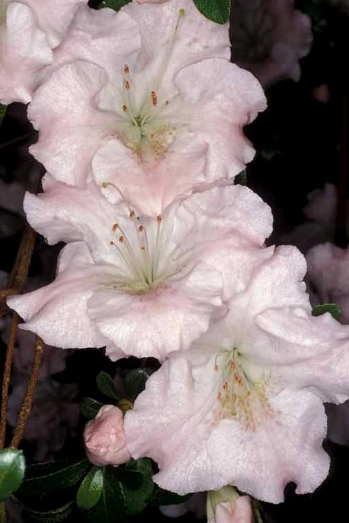 Gwenda Azalea (Robin Hill Hybrid) - 6 Pack Of 1 Gallon Pots 7 Gwenda Azalea (Robin Hill Hybrid) - 6 Pack Of 1 Gallon Pots - Image 5