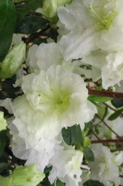 Helen Curtis Azalea - 3 Gallon Pot 10 Helen Curtis Azalea - 3 Gallon Pot -SHRUBS and BUSHES Shop azalea helen curtis 7