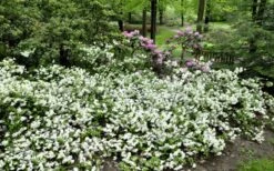 Helen Curtis Azalea - 3 Gallon Pot 11 Helen Curtis Azalea - 3 Gallon Pot -SHRUBS and BUSHES Shop azalea helen curtis 9