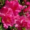 Michaele Lux Azalea - 1 Gallon Pot 1 Michaele Lux Azalea - 1 Gallon Pot -SHRUBS and BUSHES Shop azalea michaele lux 1