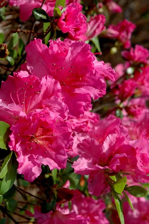 Michaele Lux Azalea - 1 Gallon Pot 3 Michaele Lux Azalea - 1 Gallon Pot
