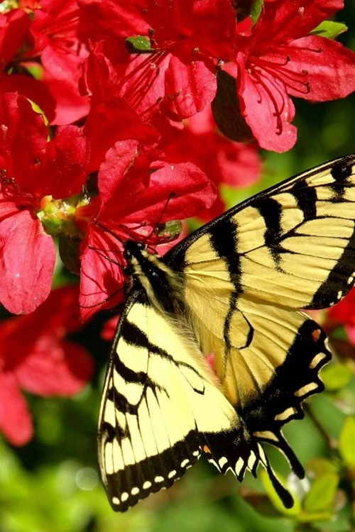 Midnight Flare Azalea - 2 Gallon Pot 7 Midnight Flare Azalea - 2 Gallon Pot - Image 5