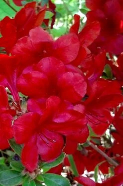 Midnight Flare Azalea - 2 Gallon Pot 14 Midnight Flare Azalea - 2 Gallon Pot -SHRUBS and BUSHES Shop azalea midnight flare 21