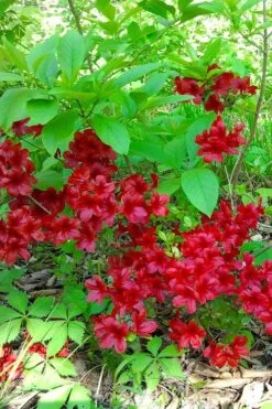 Midnight Flare Azalea - 2 Gallon Pot 12 Midnight Flare Azalea - 2 Gallon Pot -SHRUBS and BUSHES Shop azalea midnight flare 22