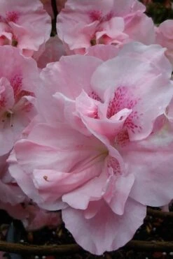 Nancy Of Robin Hill Azalea - 2 Gallon Pot 10 Nancy Of Robin Hill Azalea - 2 Gallon Pot -SHRUBS and BUSHES Shop azalea nancy at robin hill 1