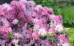 Northlake Beauty Azalea - 1 Gallon Pot 9 Northlake Beauty Azalea - 1 Gallon Pot -SHRUBS and BUSHES Shop azalea northlake beauty 13