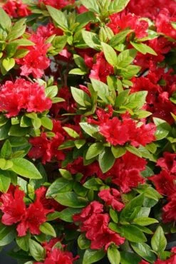 Perfecto Mundo Red Reblooming Azalea - 3 Gallon Pot 14 Perfecto Mundo Red Reblooming Azalea - 3 Gallon Pot -SHRUBS and BUSHES Shop azalea perfecto mundo red 2