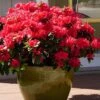 Perfecto Mundo Red Reblooming Azalea - 3 Gallon Pot -SHRUBS and BUSHES Shop azalea perfecto mundo red 3
