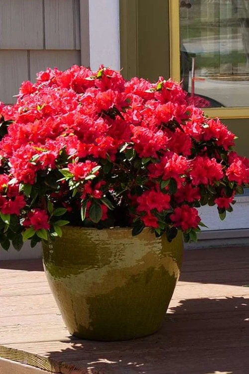 Perfecto Mundo Red Reblooming Azalea - 3 Gallon Pot 3 Perfecto Mundo Red Reblooming Azalea - 3 Gallon Pot