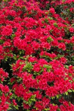 Perfecto Mundo Red Reblooming Azalea - 3 Gallon Pot 13 Perfecto Mundo Red Reblooming Azalea - 3 Gallon Pot -SHRUBS and BUSHES Shop azalea perfecto mundo red 5
