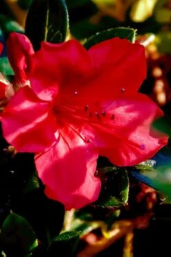 Perfecto Mundo Red Reblooming Azalea - 3 Gallon Pot 15 Perfecto Mundo Red Reblooming Azalea - 3 Gallon Pot -SHRUBS and BUSHES Shop azalea perfecto mundo red 6