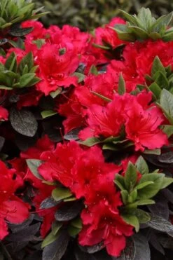 Perfecto Mundo Red Reblooming Azalea - 3 Gallon Pot 12 Perfecto Mundo Red Reblooming Azalea - 3 Gallon Pot -SHRUBS and BUSHES Shop azalea perfecto mundo red 8