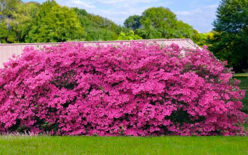 Pink Formosa Azalea - 6 Pack Of 1 Gallon Pots 7 Pink Formosa Azalea - 6 Pack Of 1 Gallon Pots - Image 5