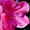 Pink Formosa Azalea - 6 Pack Of 1 Gallon Pots 2 Pink Formosa Azalea - 6 Pack Of 1 Gallon Pots -SHRUBS and BUSHES Shop azalea pink formosa 5