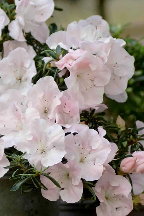 Tsuki No Shimo Satsuki Azalea - 3 Gallon Pot 9 Tsuki No Shimo Satsuki Azalea - 3 Gallon Pot - Image 7