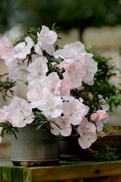 Tsuki No Shimo Satsuki Azalea - 3 Gallon Pot 13 Tsuki No Shimo Satsuki Azalea - 3 Gallon Pot - Image 11