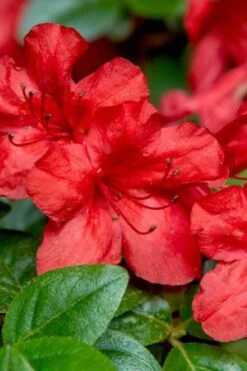Stewartstonian Azalea - 3 Gallon Pot 14 Stewartstonian Azalea - 3 Gallon Pot -SHRUBS and BUSHES Shop azalea stewartstonian 2