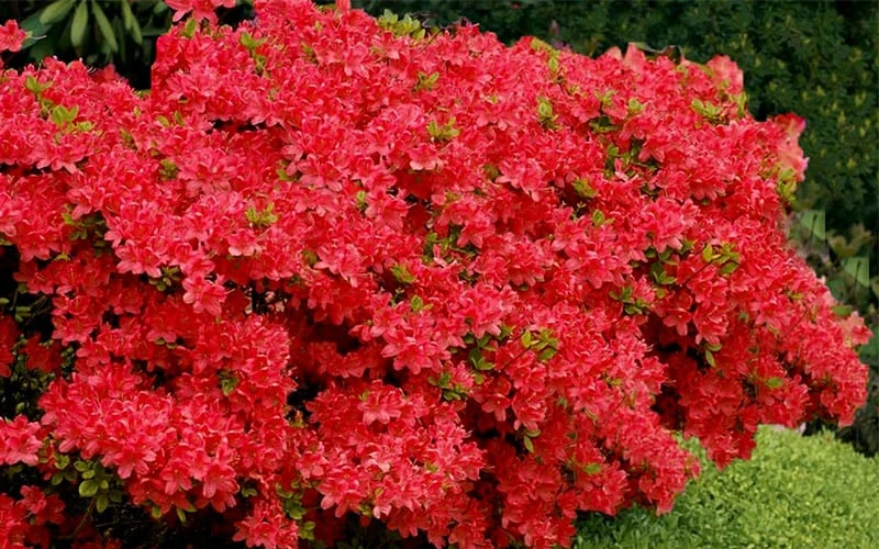 Stewartstonian Azalea - 3 Gallon Pot 9 Stewartstonian Azalea - 3 Gallon Pot - Image 7