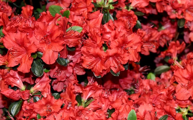 Stewartstonian Azalea - 3 Gallon Pot 11 Stewartstonian Azalea - 3 Gallon Pot - Image 9