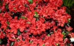 Stewartstonian Azalea - 3 Gallon Pot 18 Stewartstonian Azalea - 3 Gallon Pot -SHRUBS and BUSHES Shop azalea stewartstonian 6