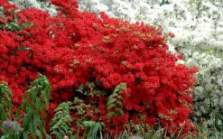 Stewartstonian Azalea - 3 Gallon Pot 15 Stewartstonian Azalea - 3 Gallon Pot -SHRUBS and BUSHES Shop azalea stewartstonian 7