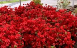 Stewartstonian Azalea - 3 Gallon Pot 16 Stewartstonian Azalea - 3 Gallon Pot -SHRUBS and BUSHES Shop azalea stewartstonian 8