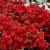 Stewartstonian Azalea - 3 Gallon Pot 1 Stewartstonian Azalea - 3 Gallon Pot -SHRUBS and BUSHES Shop azalea stewartstonian 9