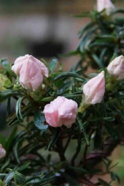 Tsuki No Shimo Satsuki Azalea - 3 Gallon Pot 22 Tsuki No Shimo Satsuki Azalea - 3 Gallon Pot -SHRUBS and BUSHES Shop azalea tsuki no shimo 2