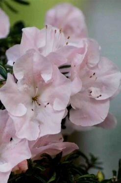 Tsuki No Shimo Satsuki Azalea - 3 Gallon Pot 16 Tsuki No Shimo Satsuki Azalea - 3 Gallon Pot -SHRUBS and BUSHES Shop azalea tsuki no shimo 3