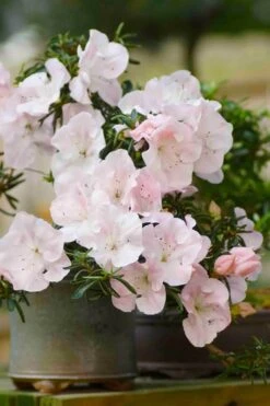 Tsuki No Shimo Satsuki Azalea - 3 Gallon Pot 20 Tsuki No Shimo Satsuki Azalea - 3 Gallon Pot -SHRUBS and BUSHES Shop azalea tsuki no shimo 6