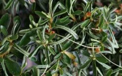 Tsuki No Shimo Satsuki Azalea - 3 Gallon Pot 17 Tsuki No Shimo Satsuki Azalea - 3 Gallon Pot -SHRUBS and BUSHES Shop azalea tsuki no shimo 7