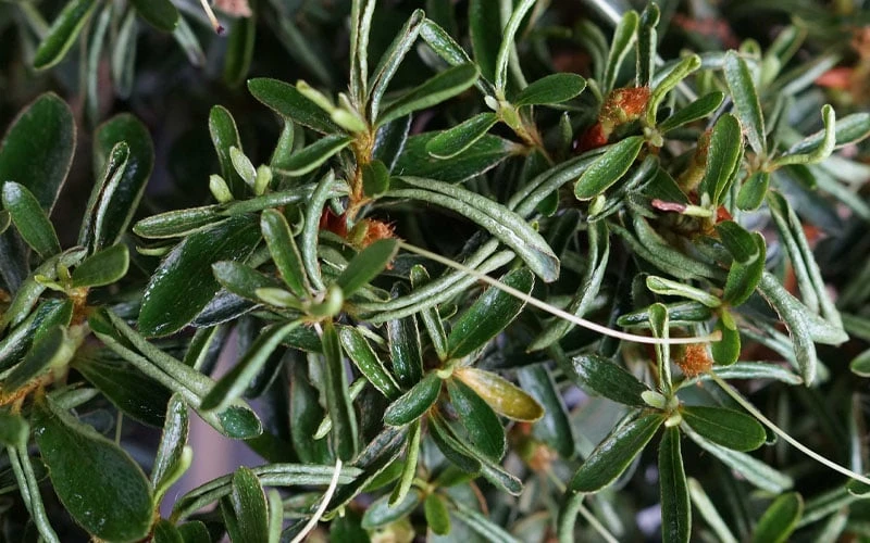 Tsuki No Shimo Satsuki Azalea - 3 Gallon Pot 7 Tsuki No Shimo Satsuki Azalea - 3 Gallon Pot - Image 5