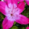 Vibrant Azalea (Harris Hybrid) - 1 Gallon Pot 1 Vibrant Azalea (Harris Hybrid) - 1 Gallon Pot -SHRUBS and BUSHES Shop azalea vibrant 100