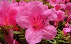 Chinzan Dwarf Azalea - 3 Gallon Pot 14 Chinzan Dwarf Azalea - 3 Gallon Pot -SHRUBS and BUSHES Shop azaleachinzan