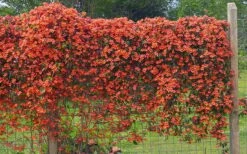 Tangerine Beauty Crossvine Bignonia - 3 Gallon Pot -SHRUBS and BUSHES Shop bignonia capreolata tangerine beauty crossvine 101