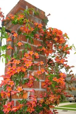 Tangerine Beauty Crossvine Bignonia - 3 Gallon Pot -SHRUBS and BUSHES Shop bignonia capreolata tangerine beauty crossvine 102