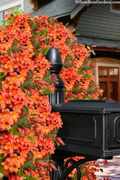 Tangerine Beauty Crossvine Bignonia - 3 Gallon Pot -SHRUBS and BUSHES Shop bignonia capreolata tangerine beauty crossvine 103