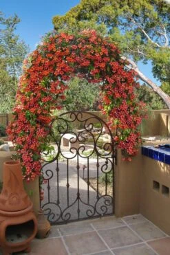 Tangerine Beauty Crossvine Bignonia - 3 Gallon Pot -SHRUBS and BUSHES Shop bignonia capreolata tangerine beauty crossvine 110